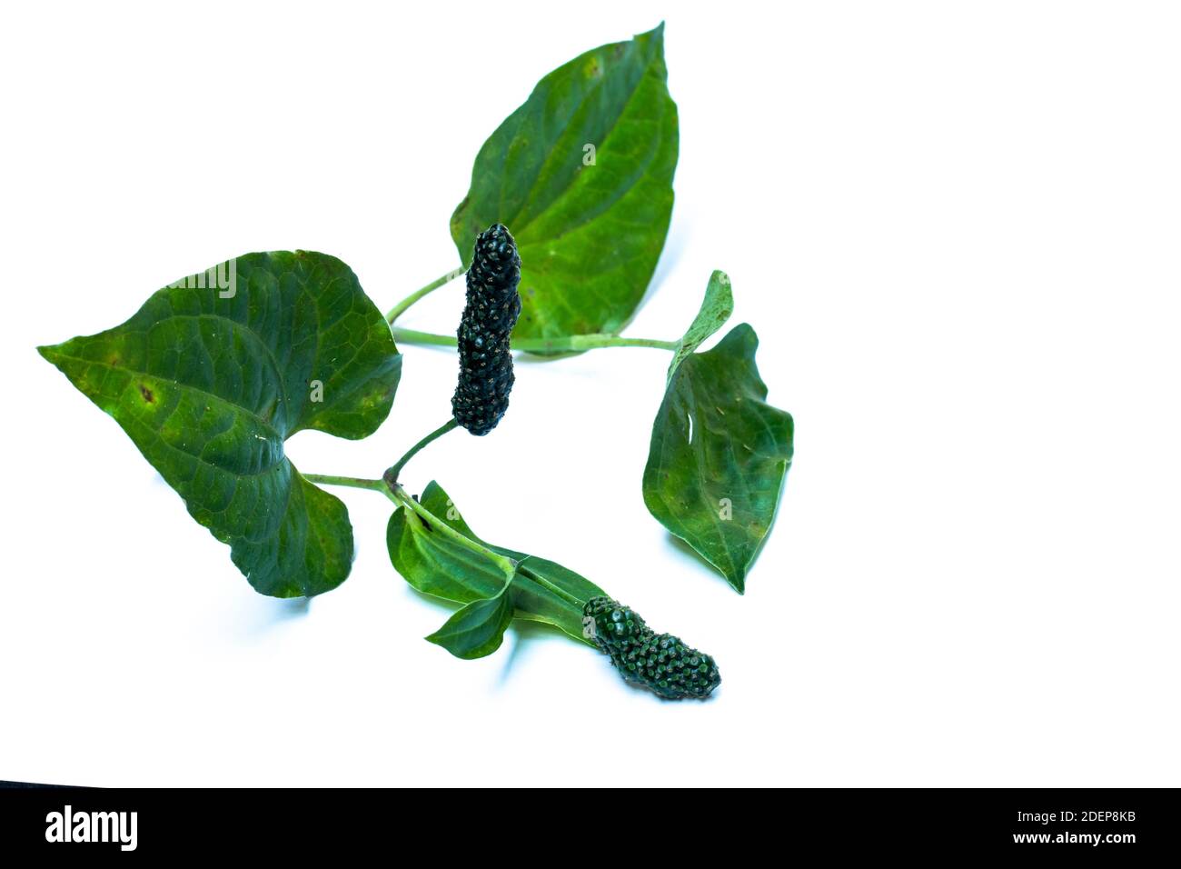 Alnus cordata vert sauvage chaud ou piment et un médicinal plantes Banque D'Images