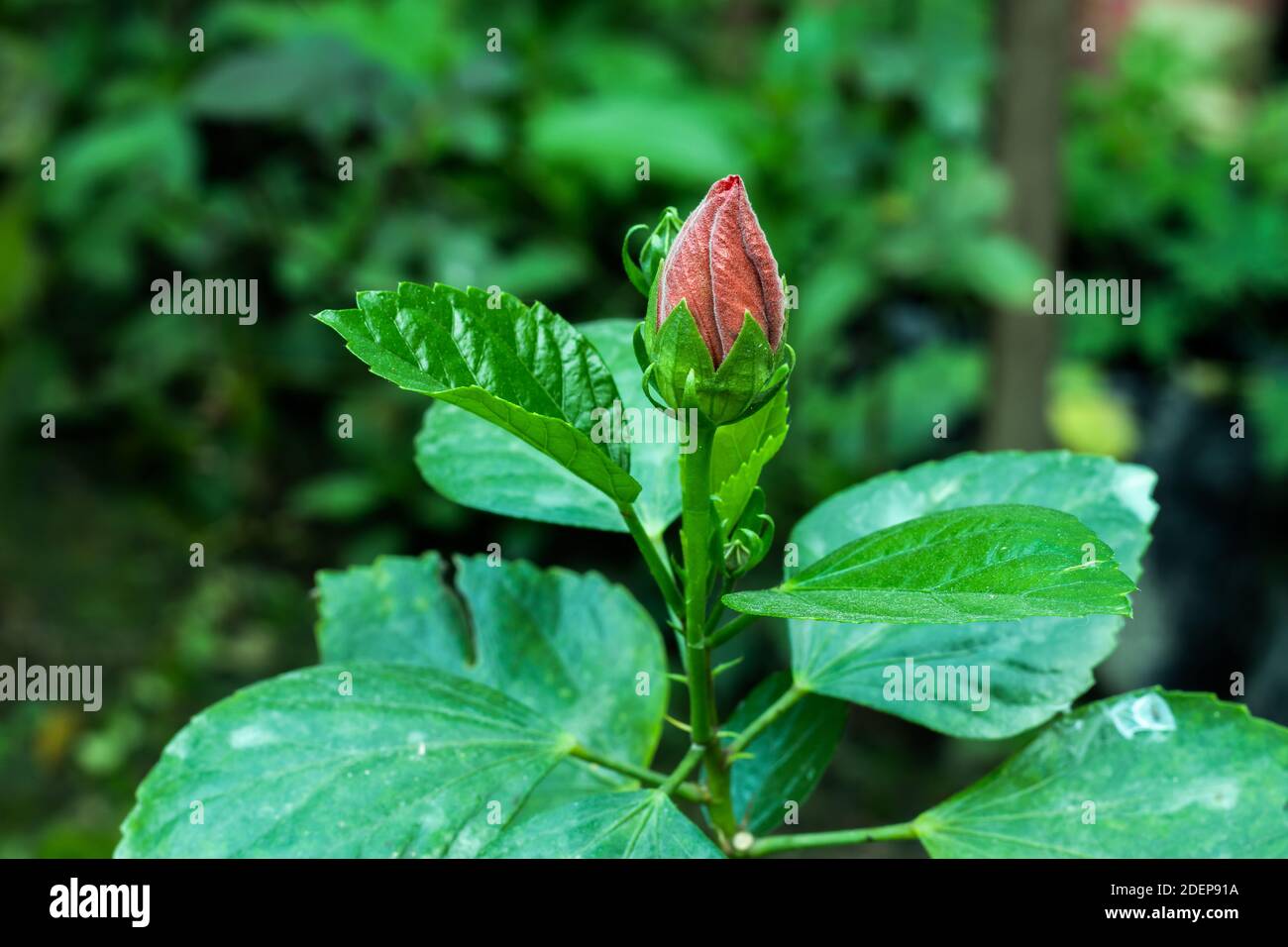 Hibiscus rosa-sinensis fleur rouge et multicolore de thaïlande Banque D'Images