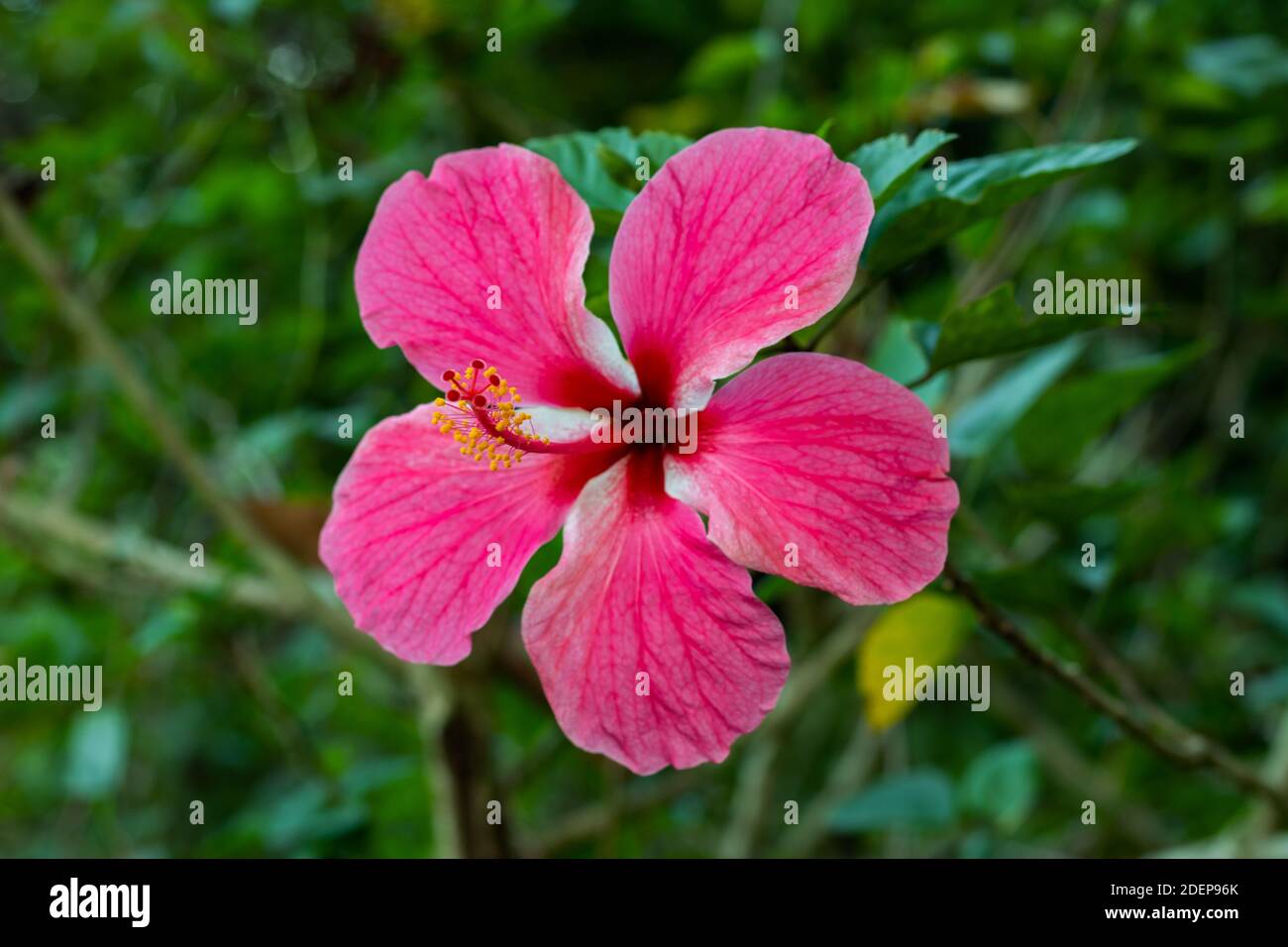Hibiscus rosa-sinensis multicolore, également connu sous le nom de Chine rose et fleur de chaussure Banque D'Images