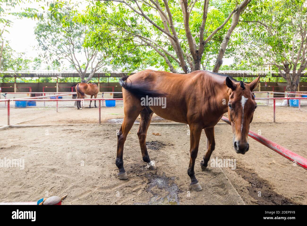 Chevaux bruns dans une écurie privée à Bulacan, Philippines Banque D'Images