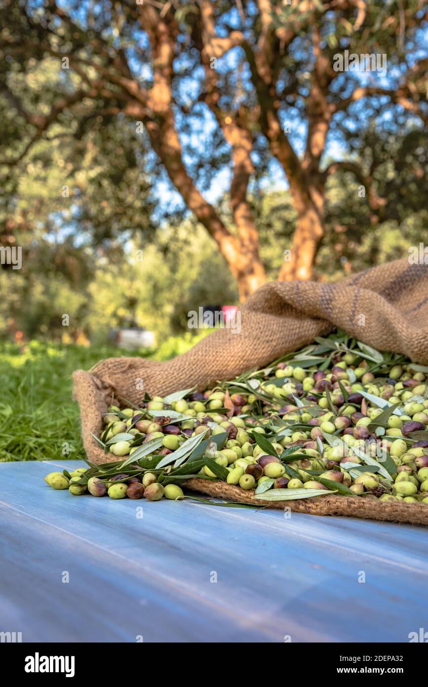 Olives fraîches récoltées dans des sacs dans un champ en Crète, Grèce pour la production d'huile d'olive, à l'aide de filets vert. Banque D'Images