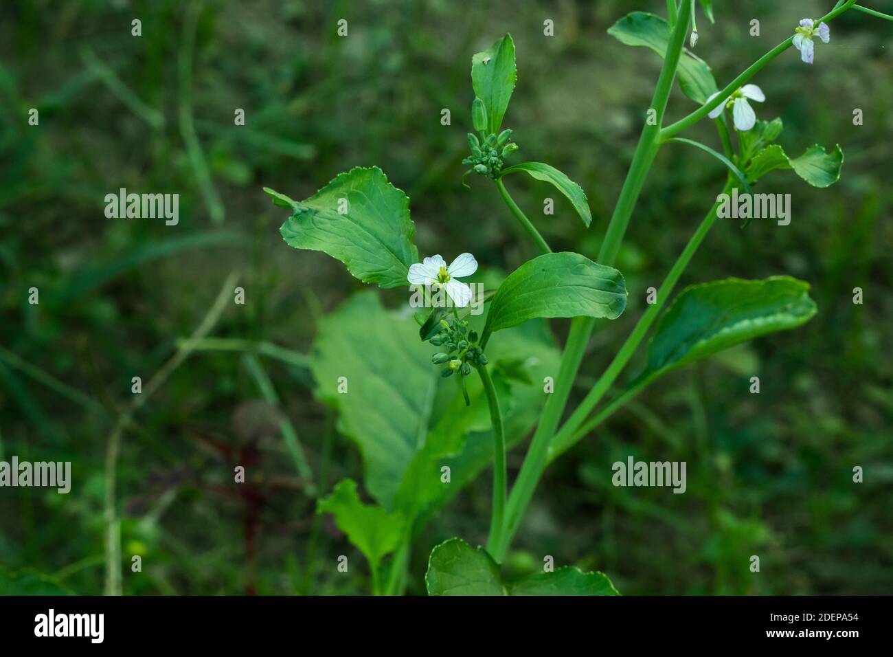 Fleurs de radis blanc et violet et délicieux légumes Banque D'Images