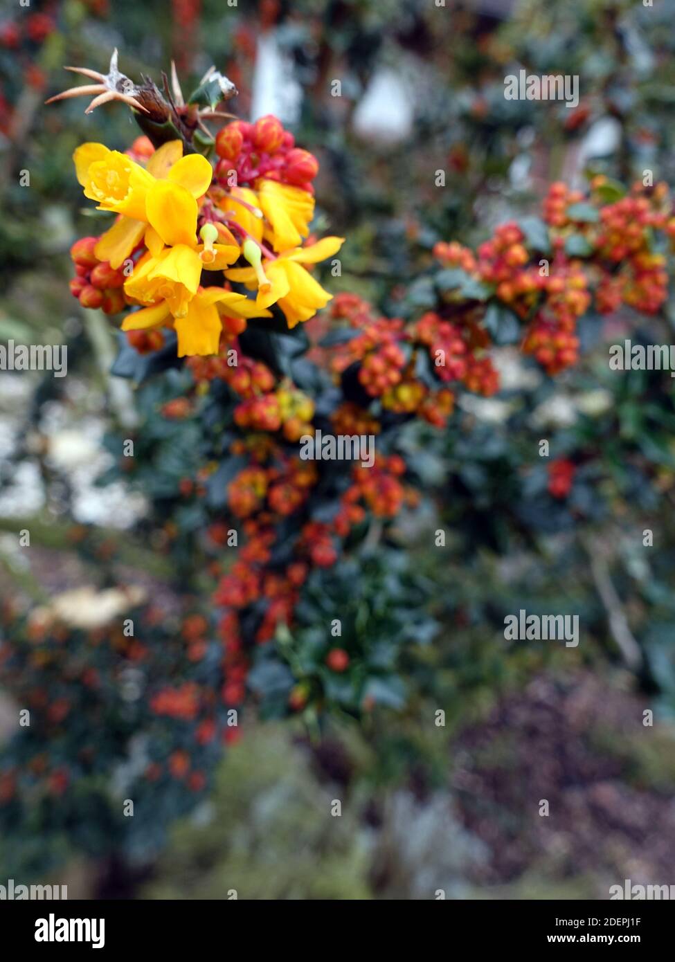 gelbe Blüten von Darwins Berberitze (Berberis darwinii), Weilerswist, Nordrhein-Westfalen, Allemagne Banque D'Images