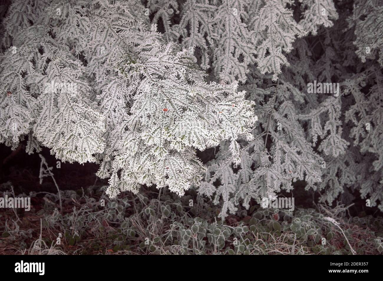 Arrière-plan d'hiver sombre et sombre. Branche de conifères dans la neige. Forêt sombre. Banque D'Images