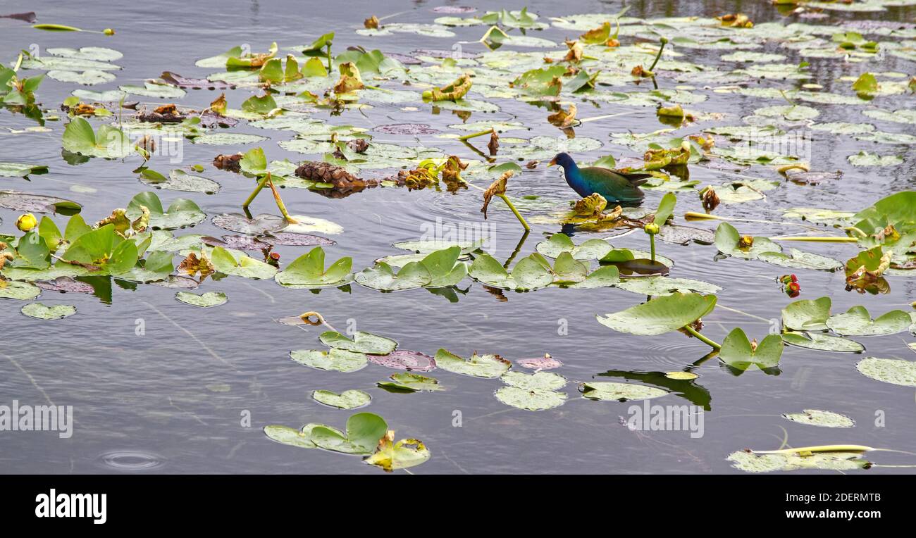 Feuilles de spadderdock et fleurs jaunes, racines sous-marines, plantes aquatiques, nature, Nuphar lutea, galinule pourpre, oiseau coloré, faune, animal, porc Banque D'Images