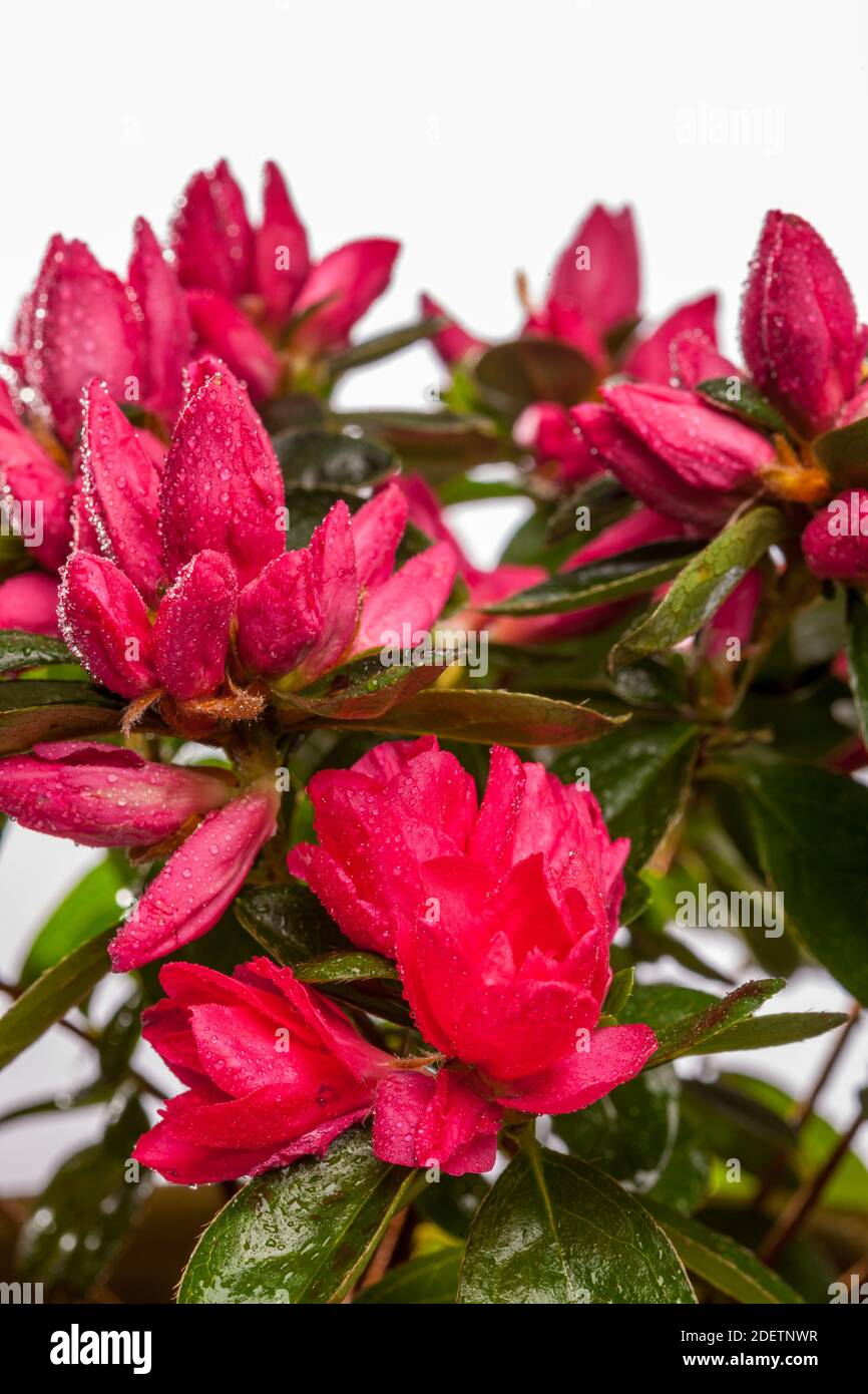 Azalea, Fönsterazalea (Rhododendron simsii) Banque D'Images