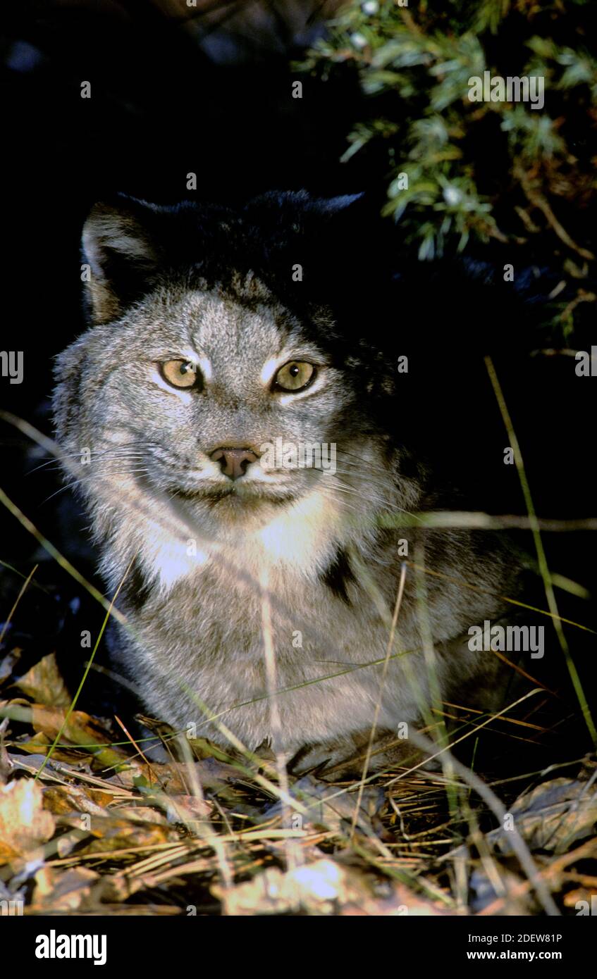 Lynx du Canada (Lynx canadensis) - captif - Montana du Nord-Ouest Banque D'Images