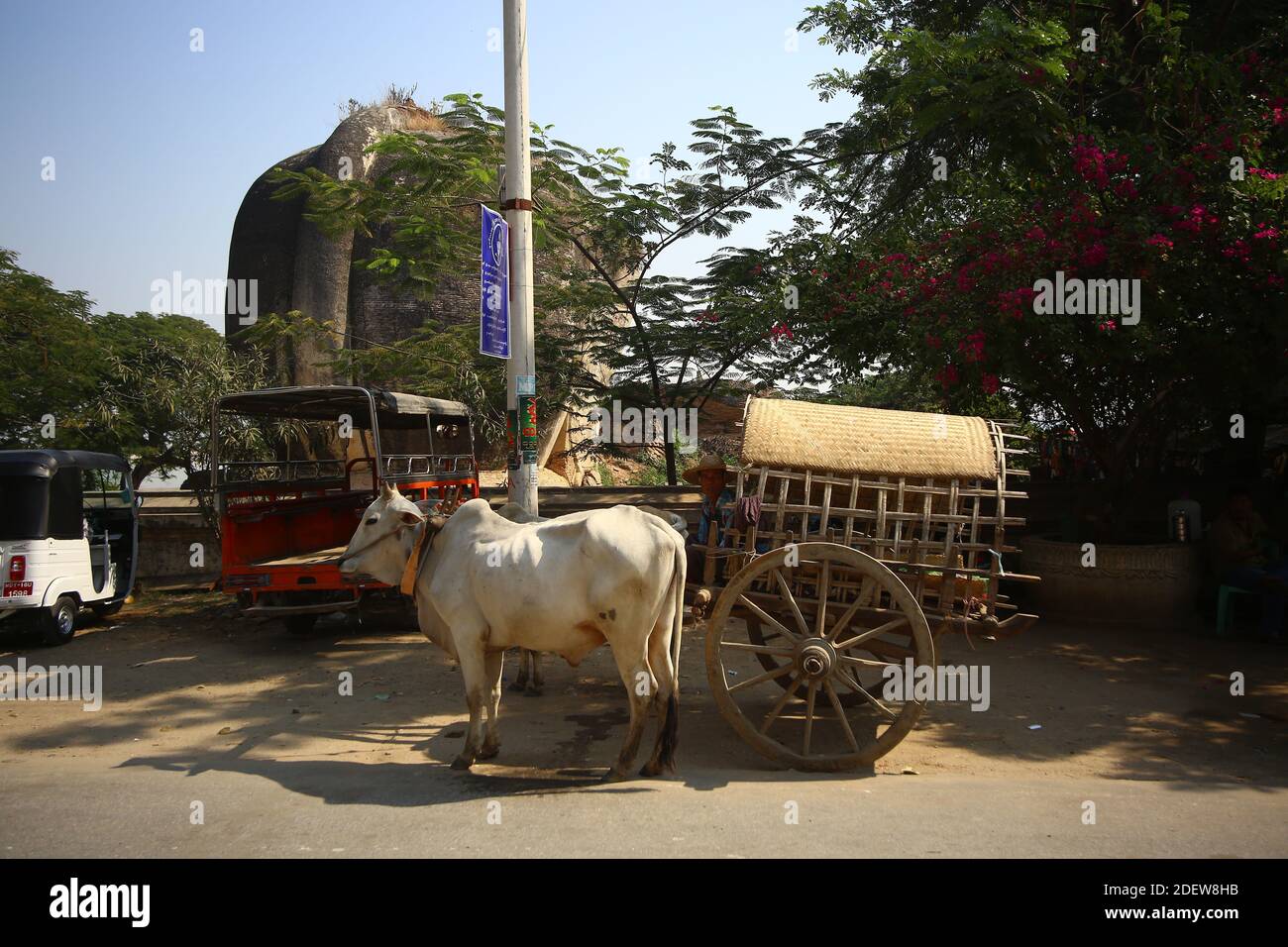 Des boeufs énormes attendent devant le temple pour transporter des gens. Banque D'Images