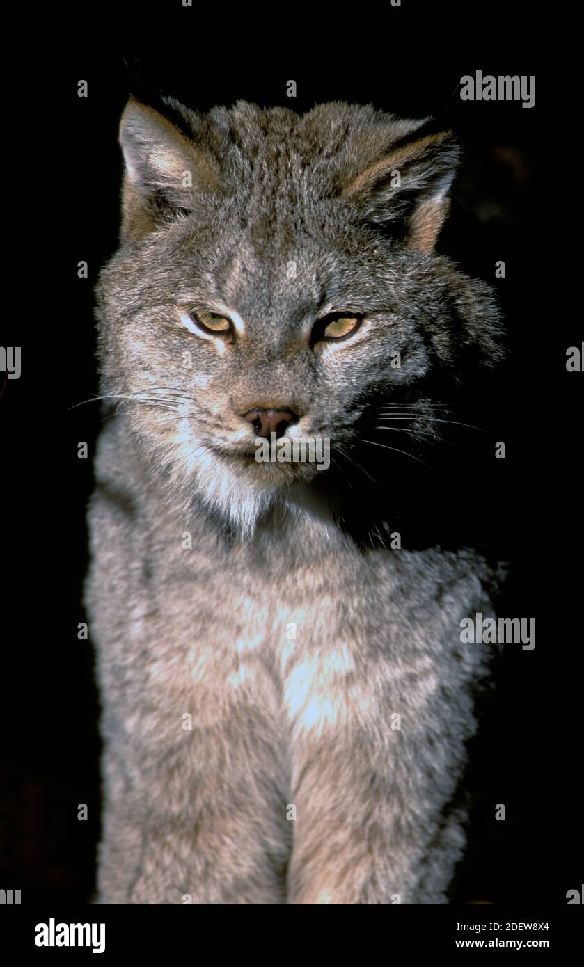 Lynx du Canada (Lynx canadensis) - captif - Montana du Nord-Ouest Banque D'Images