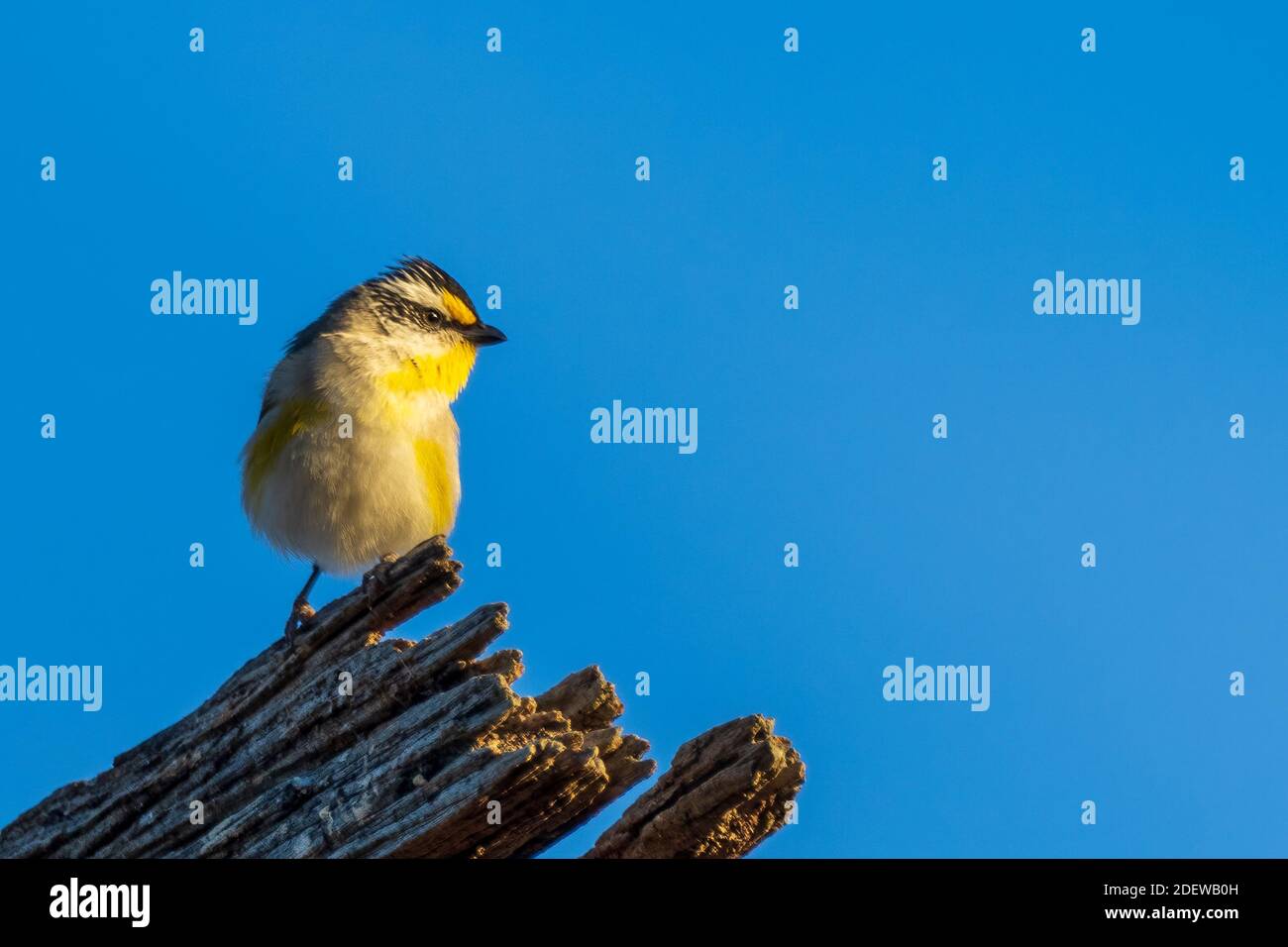 Un très petit oiseau à queue courte connu sous le nom de Pardalote strié (Pardalotus striatus). Banque D'Images