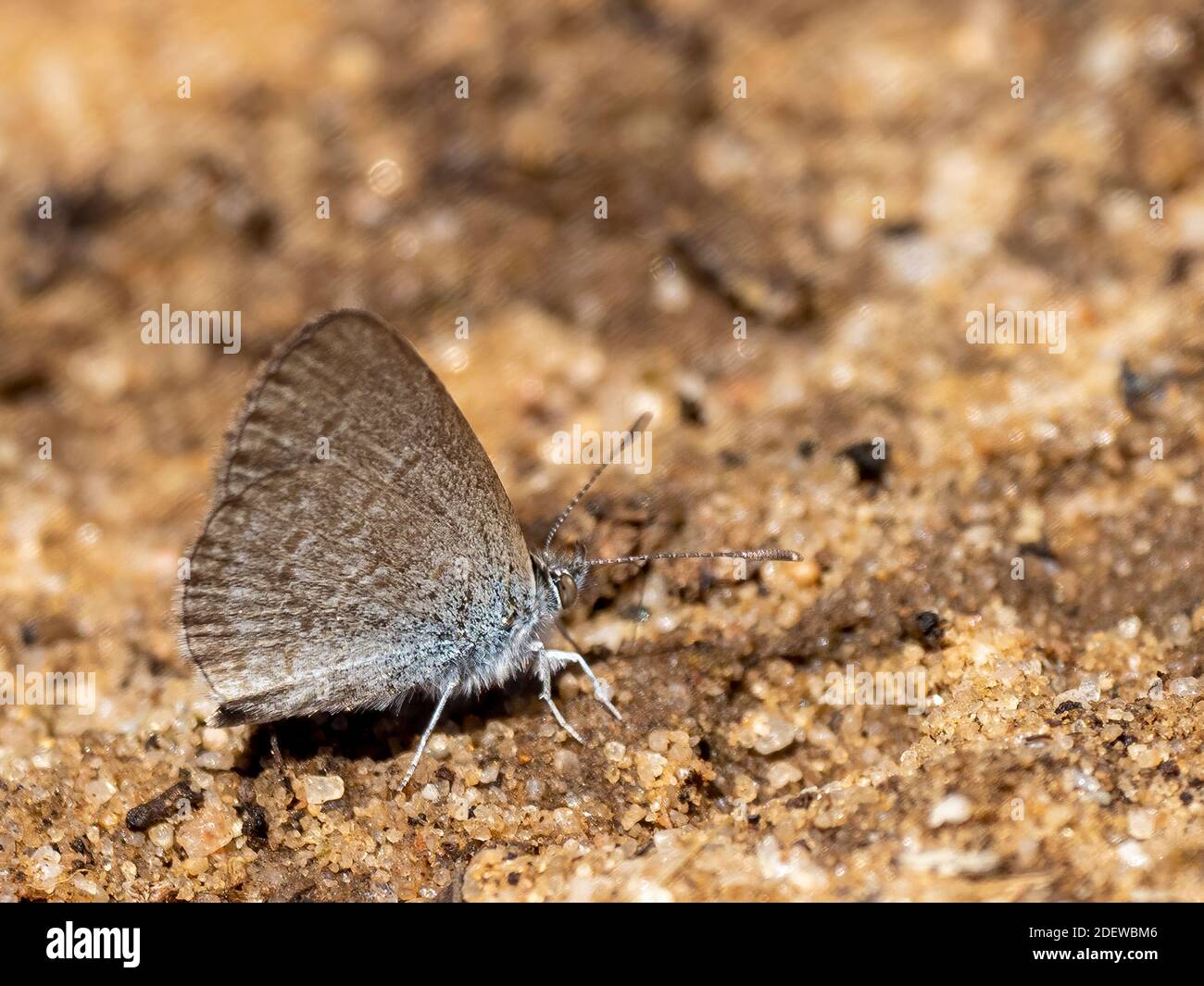 Un petit papillon de couleur lilas bleuâtre connu sous le nom de papillon bleu à herbe commune (Zizina labradue). Banque D'Images