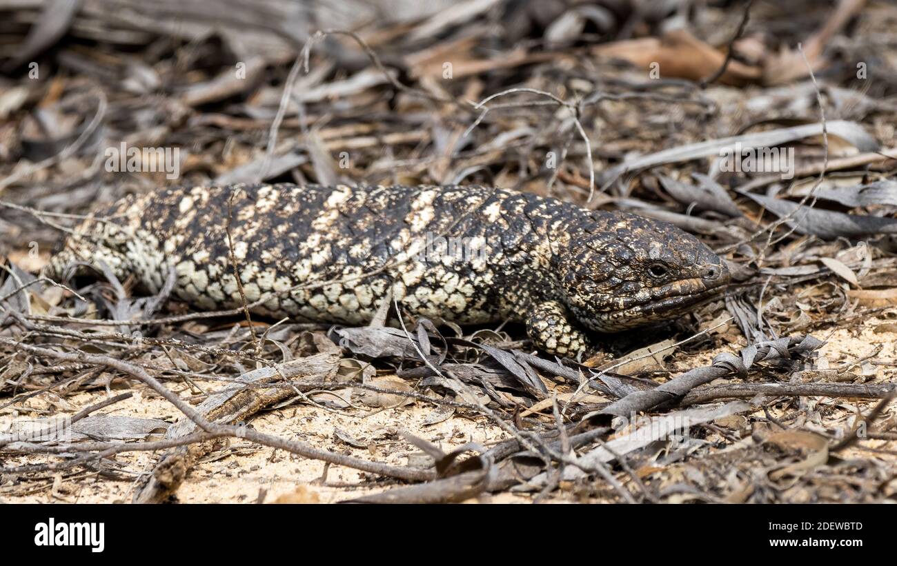 Le Chingleback (Tiliqua rugosa) est un lézard à construction lente, dont les écailles ressemblent à celles des cônes de pin. Banque D'Images