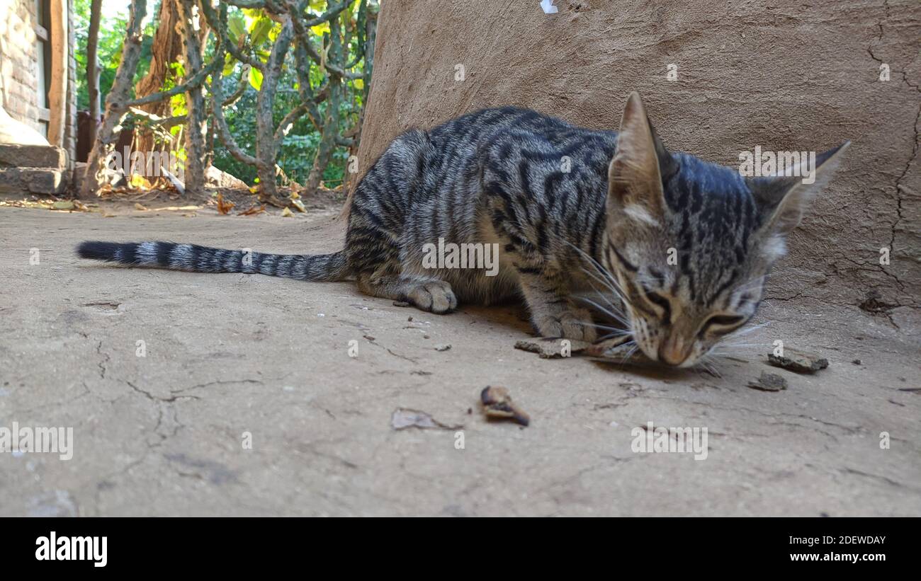 Mignon chat noir et brun manger de la nourriture Banque D'Images