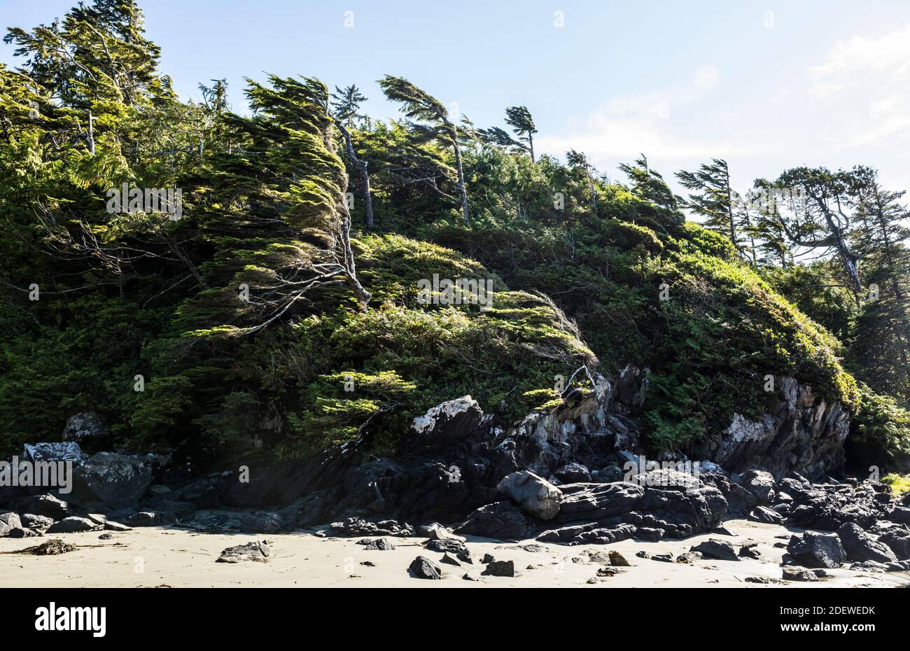 Le vent a balayé les arbres au-dessus de MacKenzie Beach près de Tofino, en Colombie-Britannique, au Canada. Banque D'Images