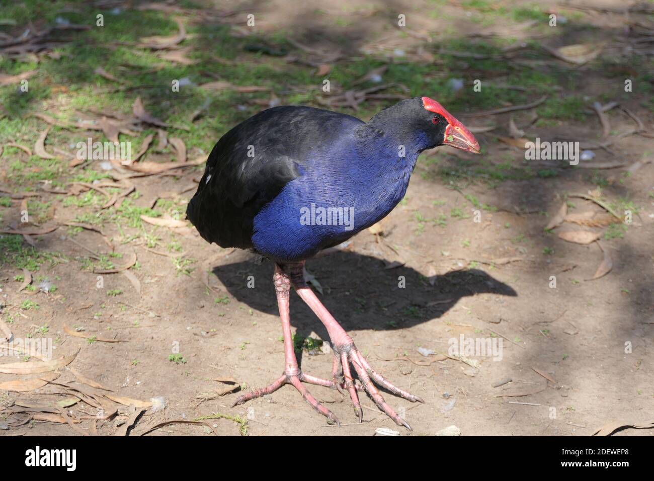 Pukeko ou poule-marais pourpre, oiseau de la taille du poulet appartenant à la famille des Rallidae Banque D'Images