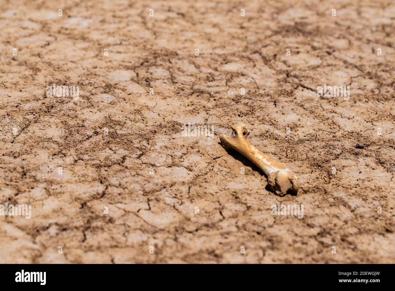 Les os des animaux sur le terrain dans le désert. Banque D'Images