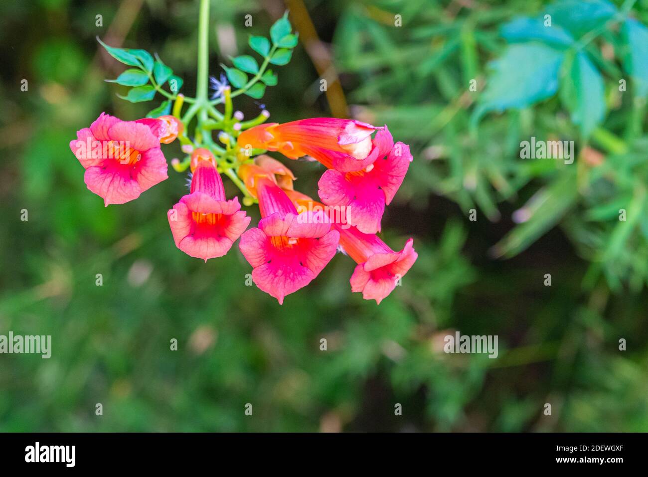 Iochroma coccinea rouge cloches flou gros plan des fleurs d'été. Banque D'Images