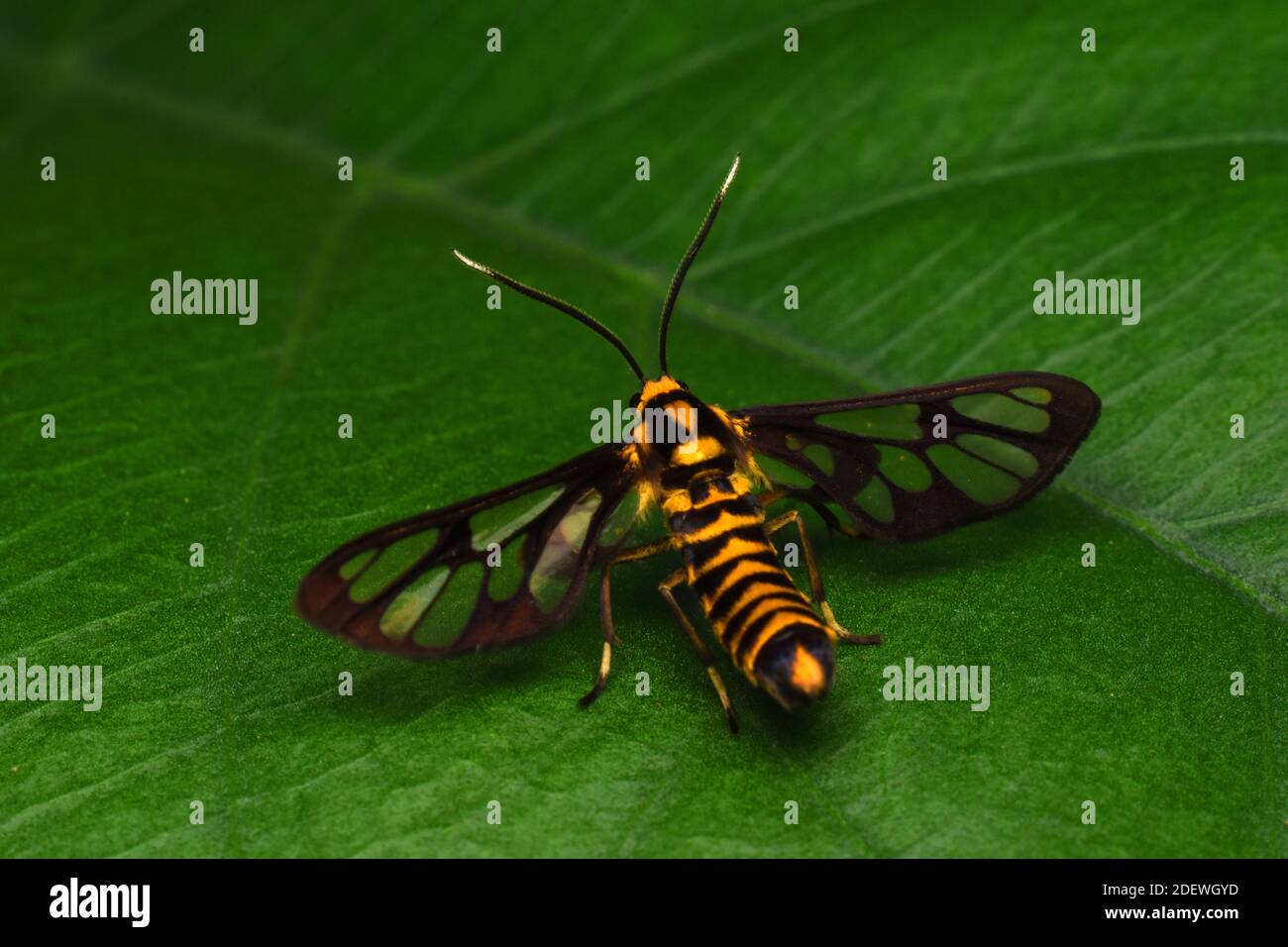 Un papillon de tigre perché sur une feuille verte Banque D'Images