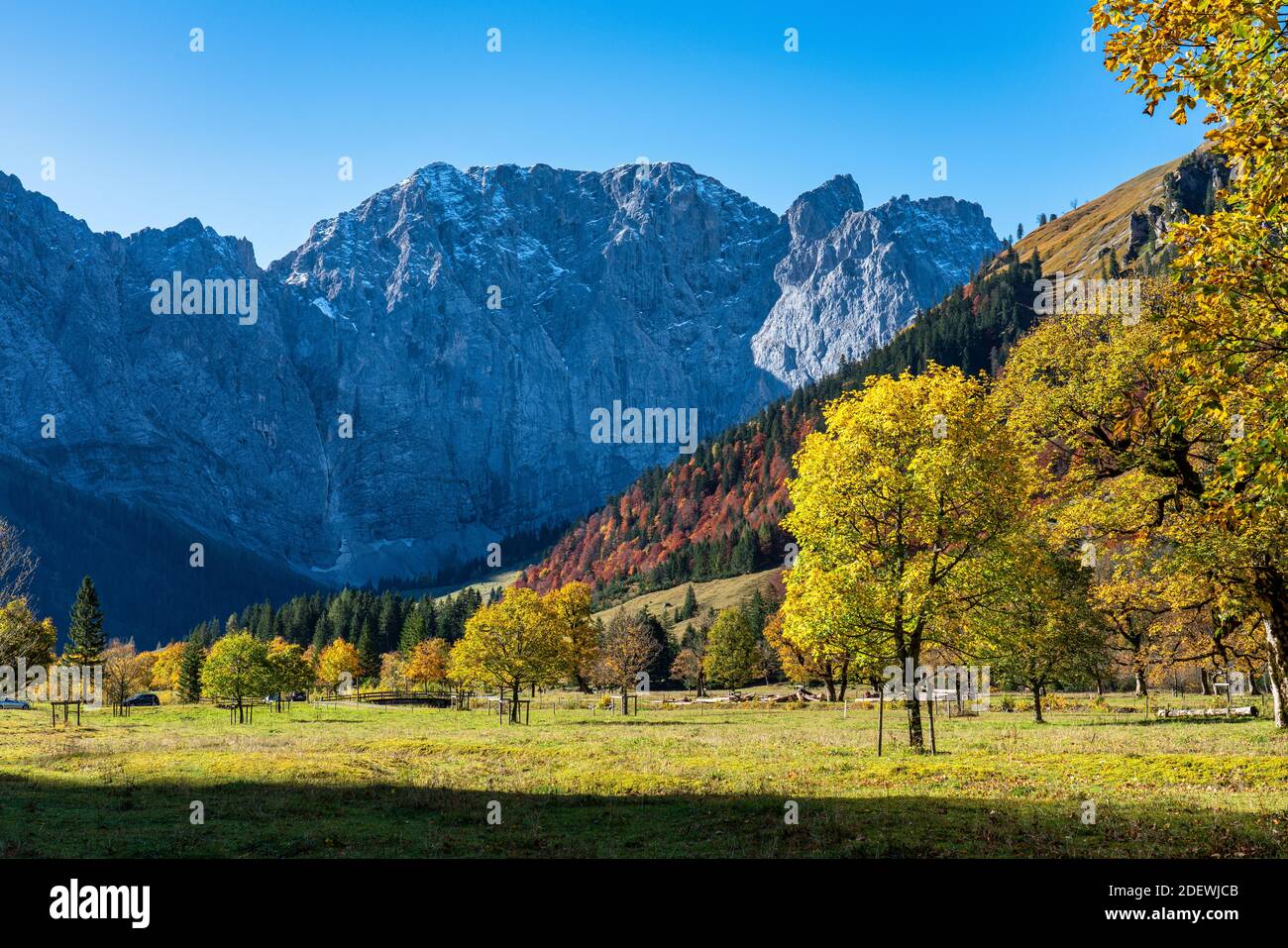Vue d'automne des érables à Ahornboden, Karwendel, Tyrol, Autriche Banque D'Images