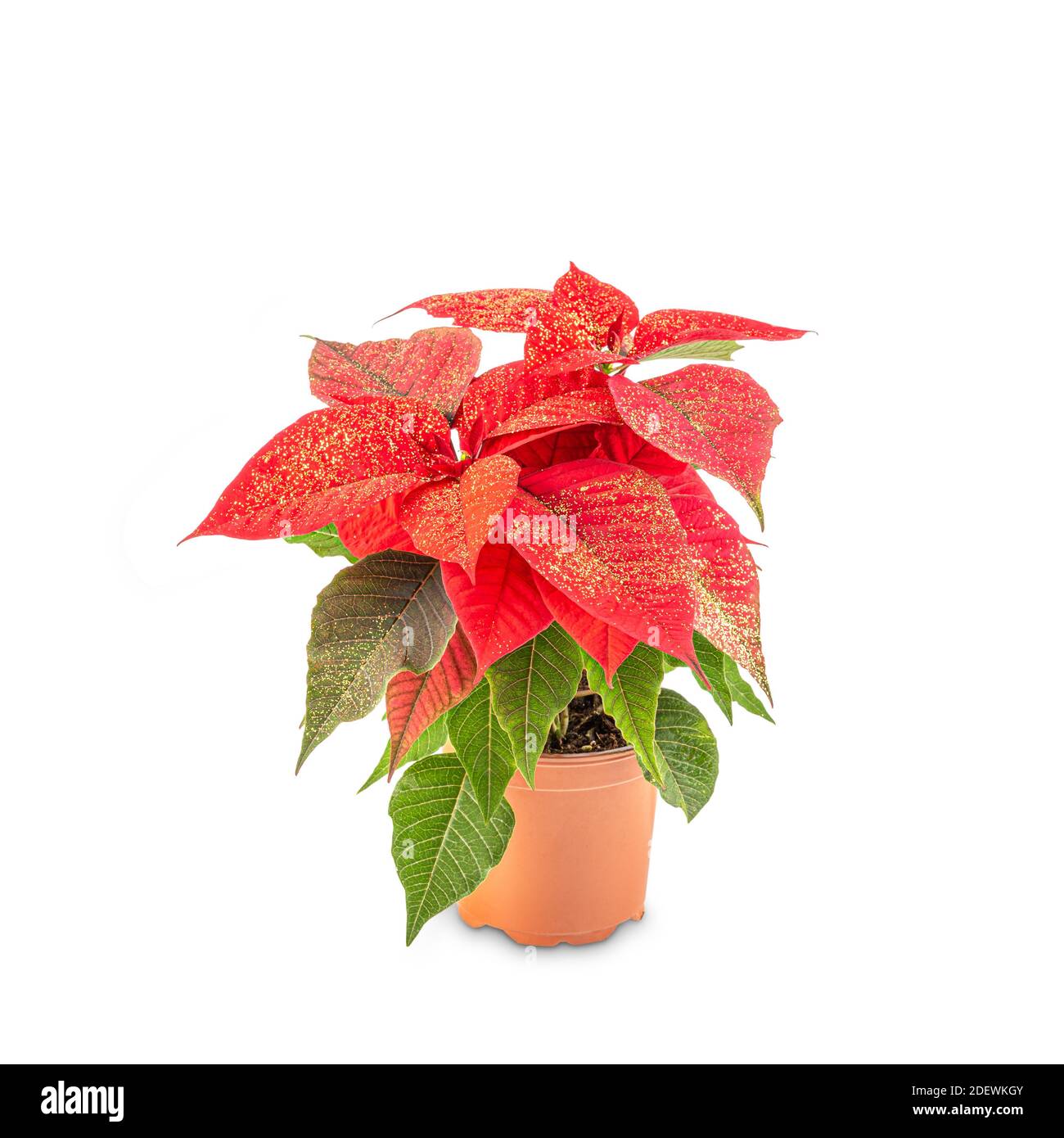Poinsettia, une plante de Noël rouge décorative à paillettes dorées Photo  Stock - Alamy