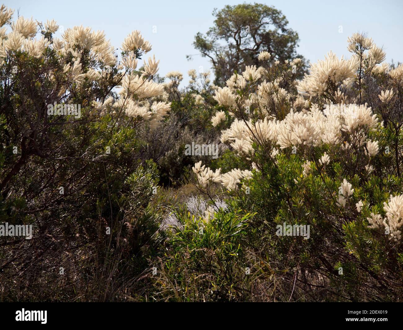 Grevillea polybotrya sur une voie de bord de route près de Green Head, Australie occidentale Banque D'Images