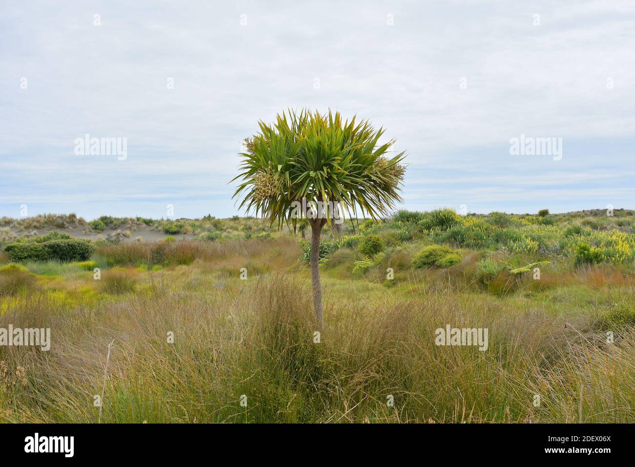 Vue sur le chou (Cordyline australis) À la réserve panoramique de Whatipu Banque D'Images