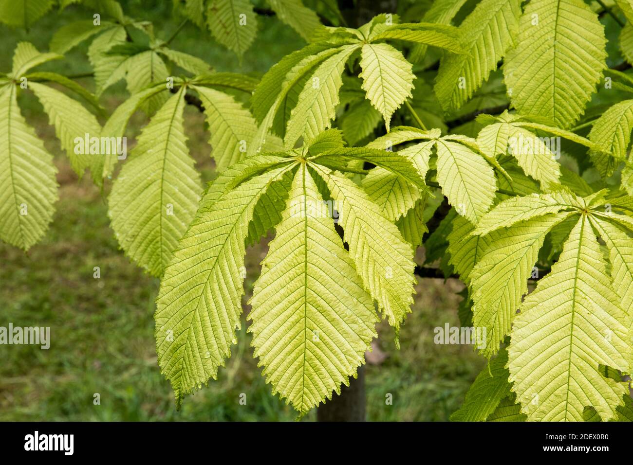 Feuilles d'Aesculus hippocastanum 'Wisselink' Banque D'Images