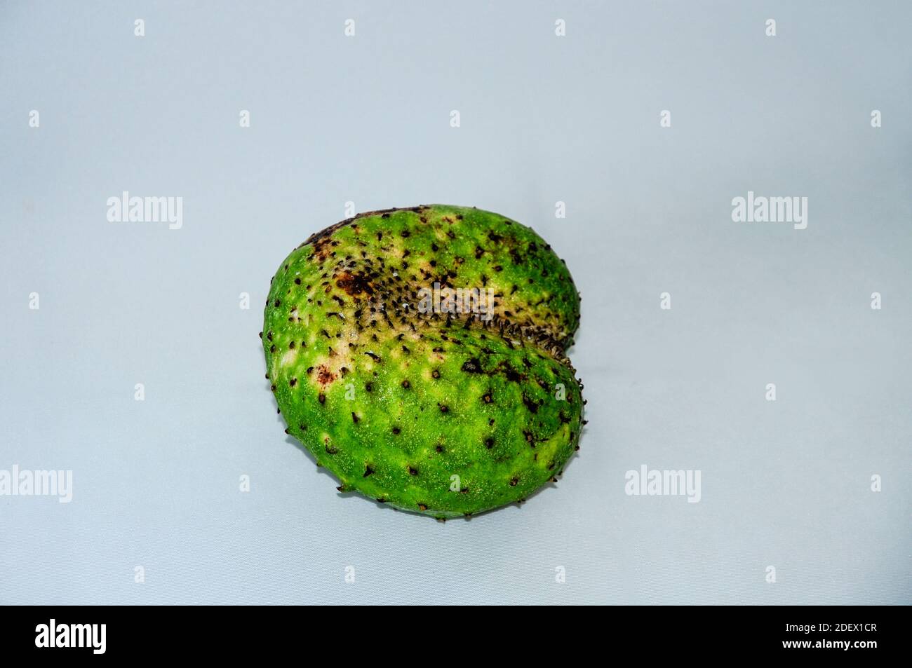 Soursop Annona Muricata Fruit Banque D Image Et Photos Alamy Soursop Annona Muricata Fruit Banque D Image Et Photos Alamy