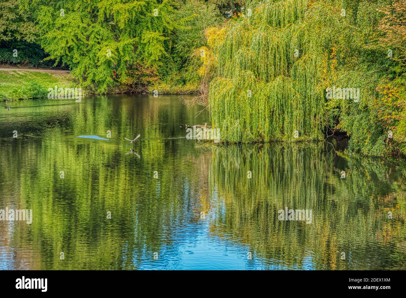 Un canard qui se délasse d'un étang parmi les arbres qui se réfléchit sur l'eau. Un oiseau volant au-dessus d'un lac à Orstedsparken transmet le concept de liberté et de liberté Banque D'Images
