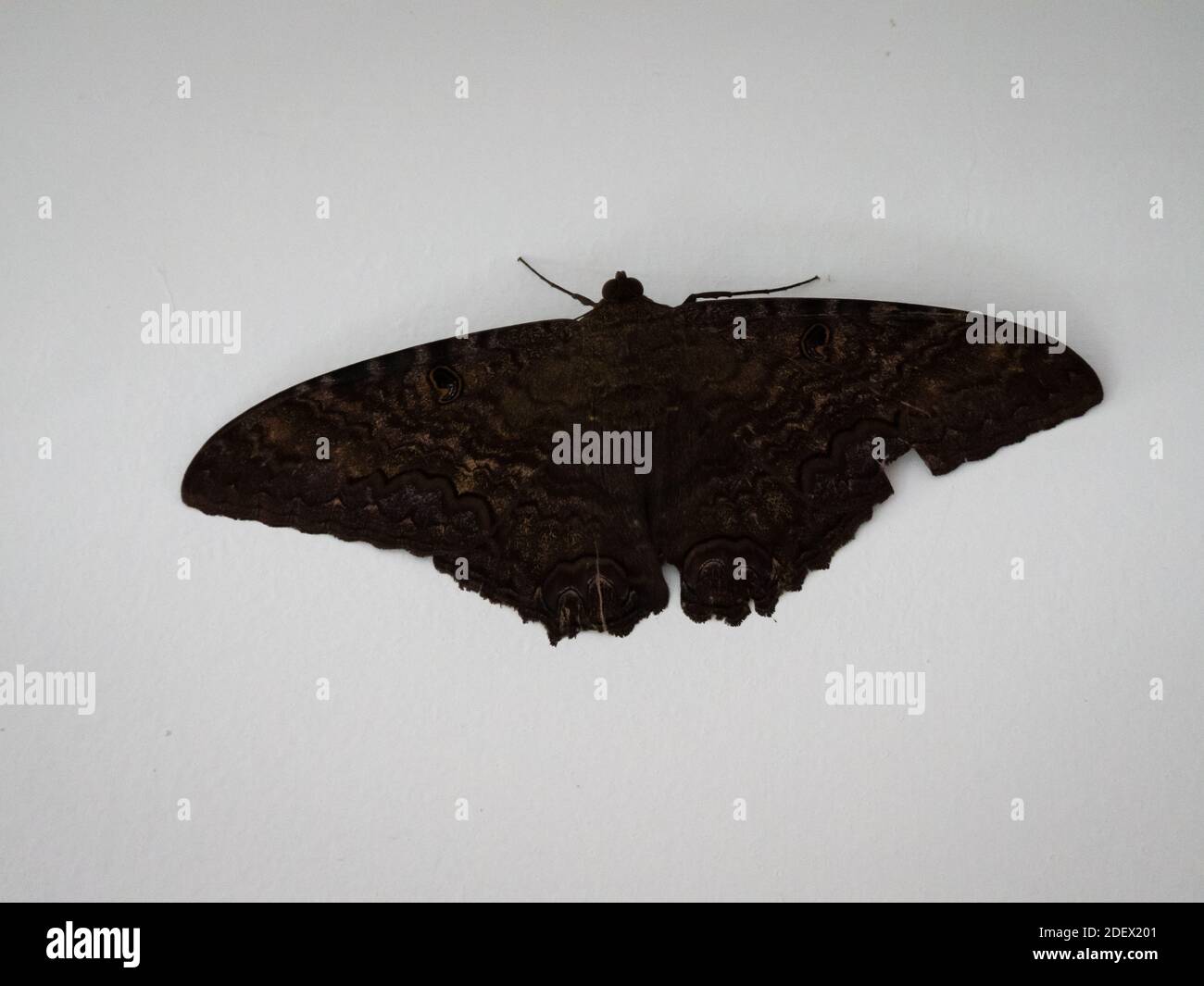 Sorcière noire (Ascalapha odorata), papillon de nuit perché sur le mur blanc Banque D'Images