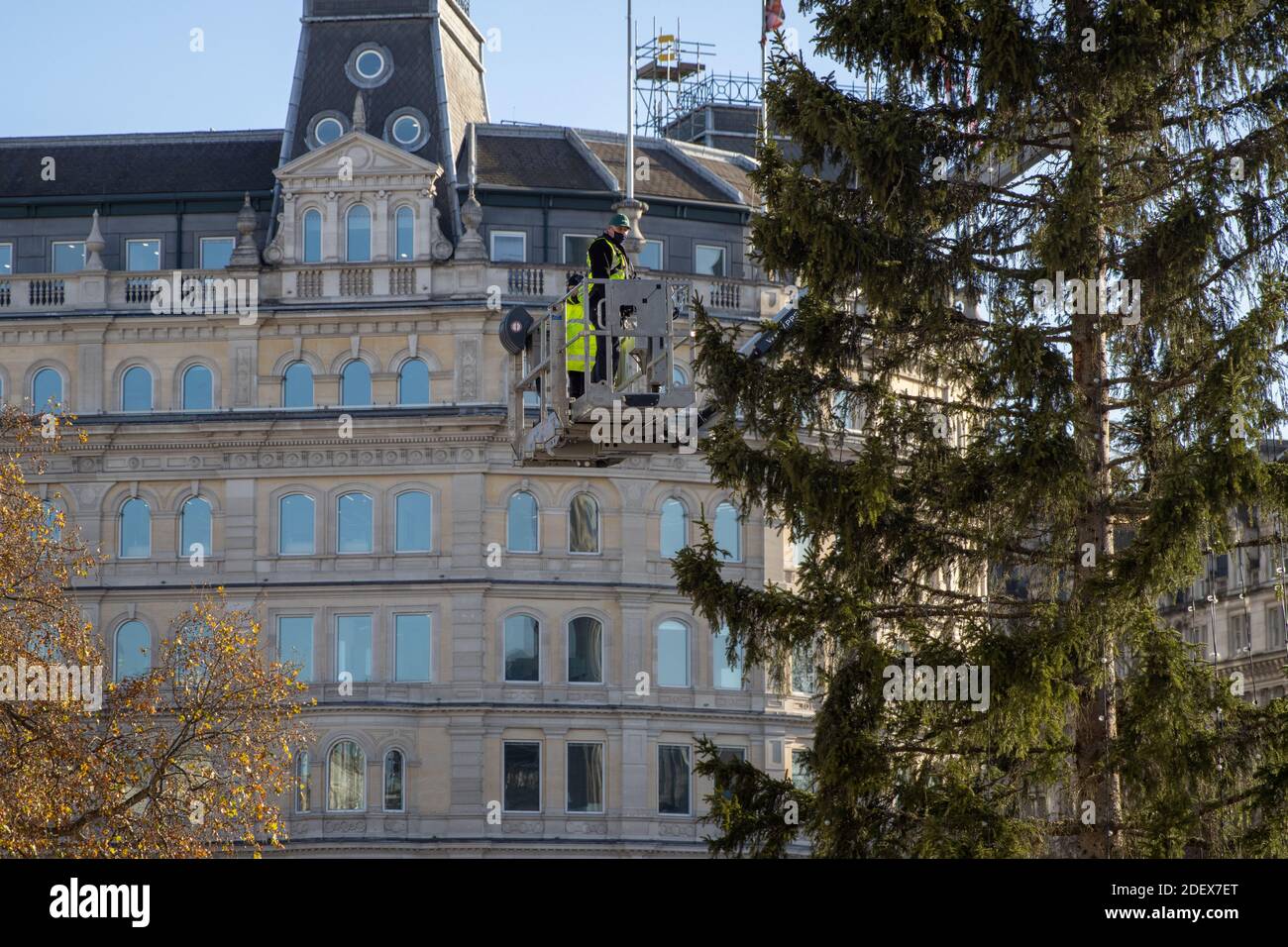 Westminster, Londres, Royaume-Uni. 1er décembre 2020. Les travailleurs se préparent à ériger l'arbre de Noël annuel à Trafalgar Square. Banque D'Images