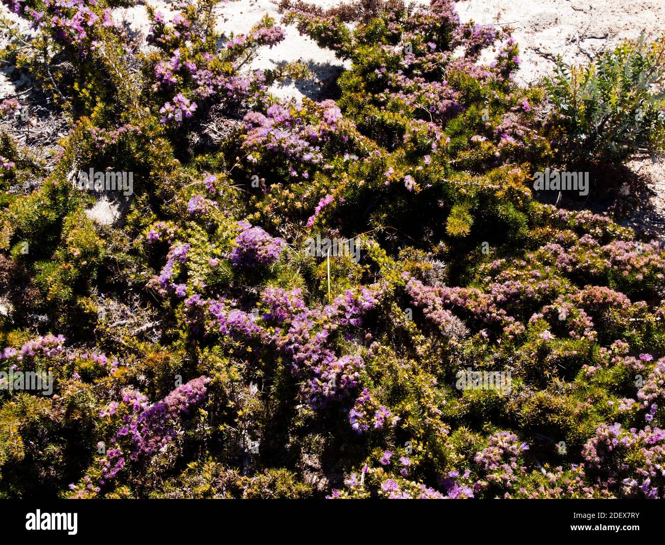 Fleurs pourpres à bout doré et feuilles piquées de cette mélaleuca d'Australie occidentale endémique au parc régional de Lesueur. Banque D'Images