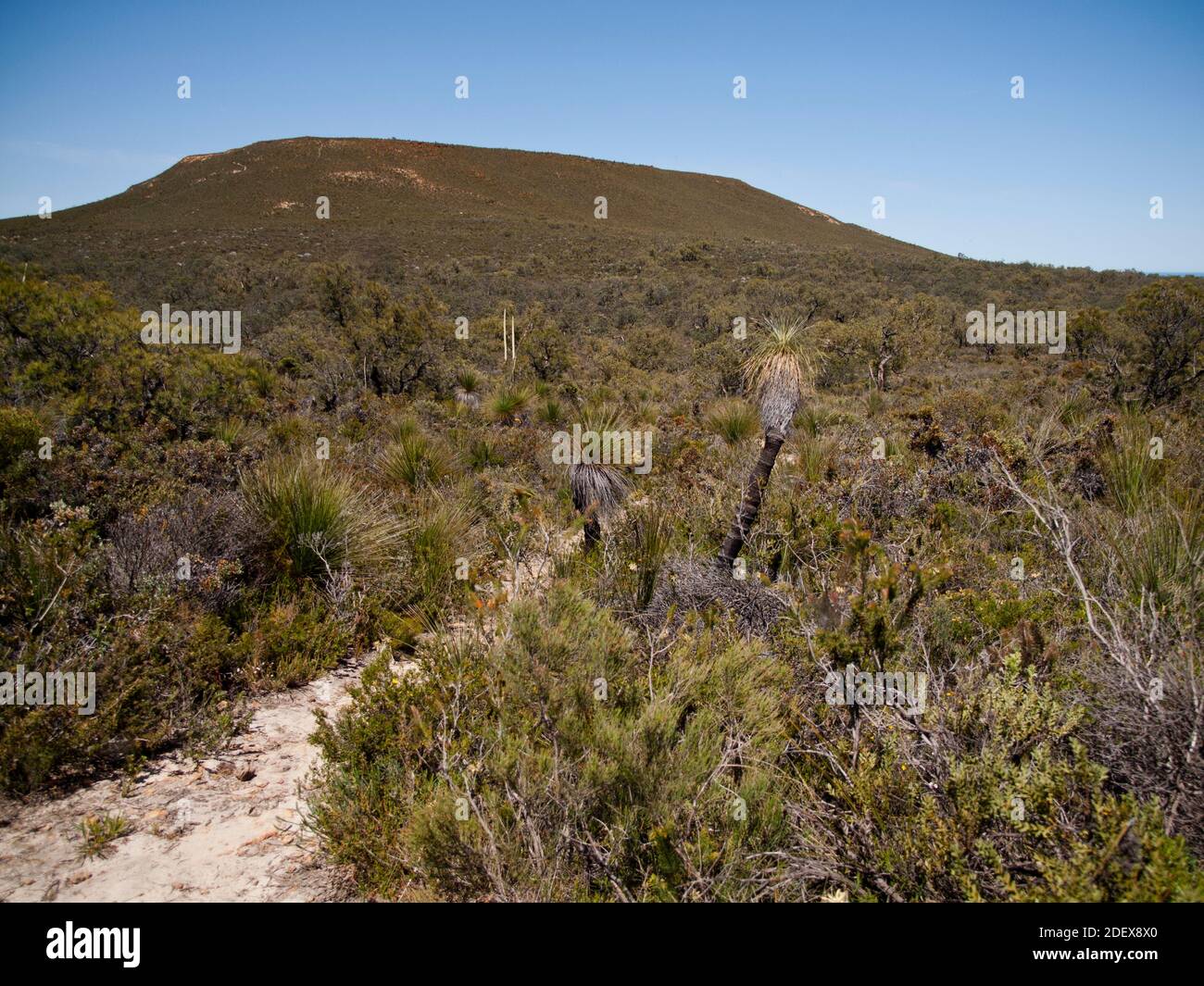 Le Mont Lesueur (313 m) est le point le plus élevé du Parc National de Lesueur, un méca botanique et un hotspot de biodiversité, la Côte Turquoise, Australie occidentale Banque D'Images