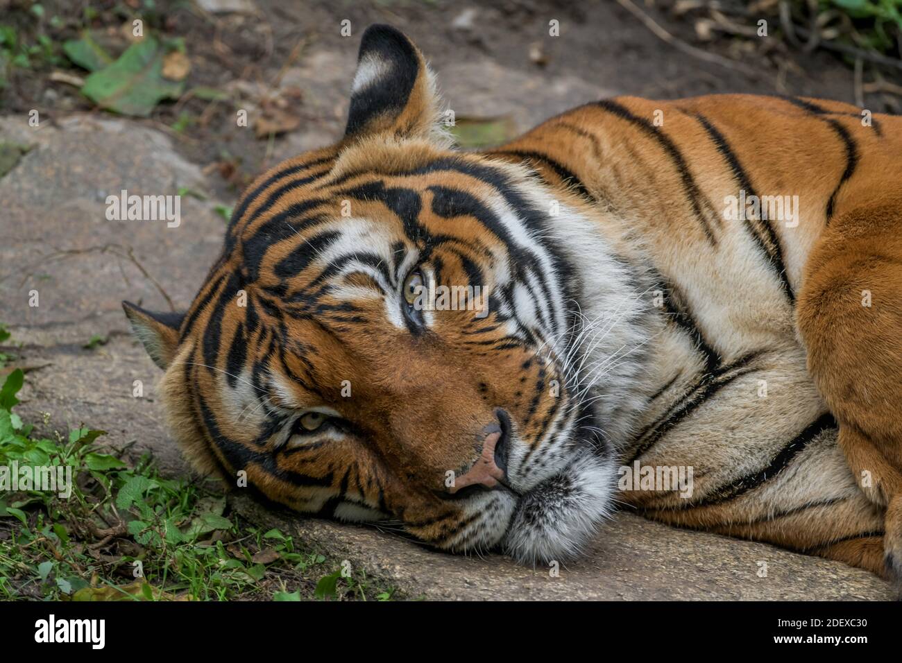 Sumatra-Tiger, Tierpark, Friedrichsfelde, Lichtenberg, Berlin, Allemagne Banque D'Images