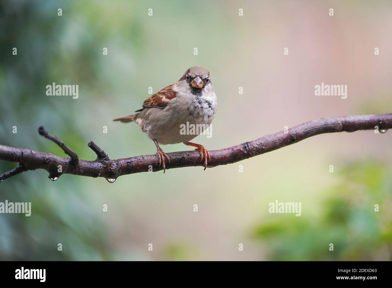 Maison d'épars, Passer domesticus (homme) perchée sur une branche, Espagne. Banque D'Images