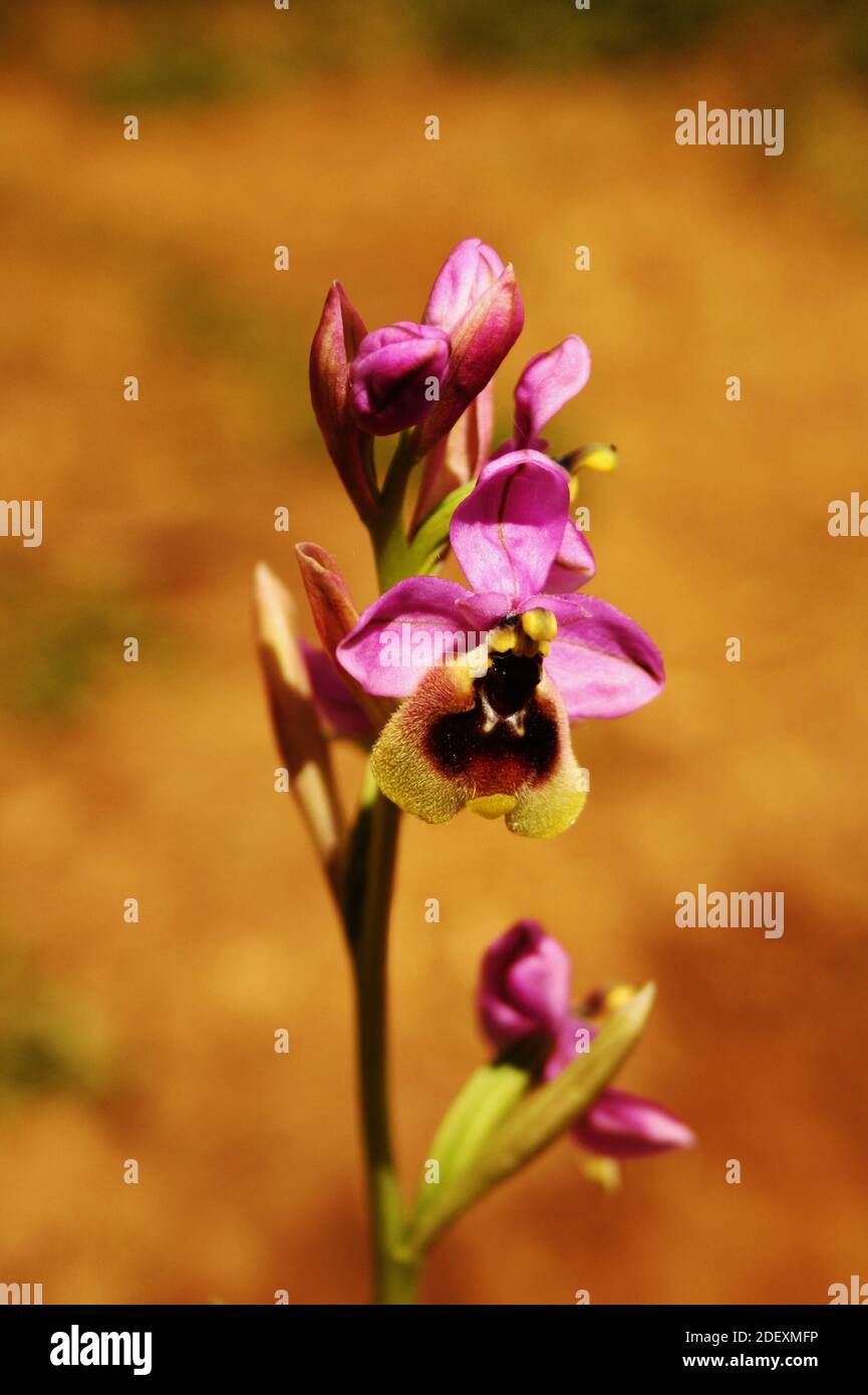 Gros plan de la fleur d'orchidée de la mouche à scie rose sauvage Ophrys tenthredinifera à El Torcal de Antequerra, Espagne Banque D'Images
