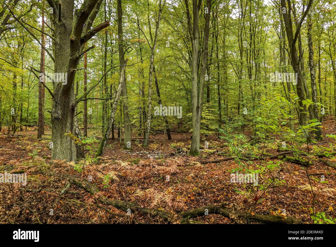 Wald, Spandauer Forst, Hakenfelde, Spandau, Berlin, Allemagne Banque D'Images