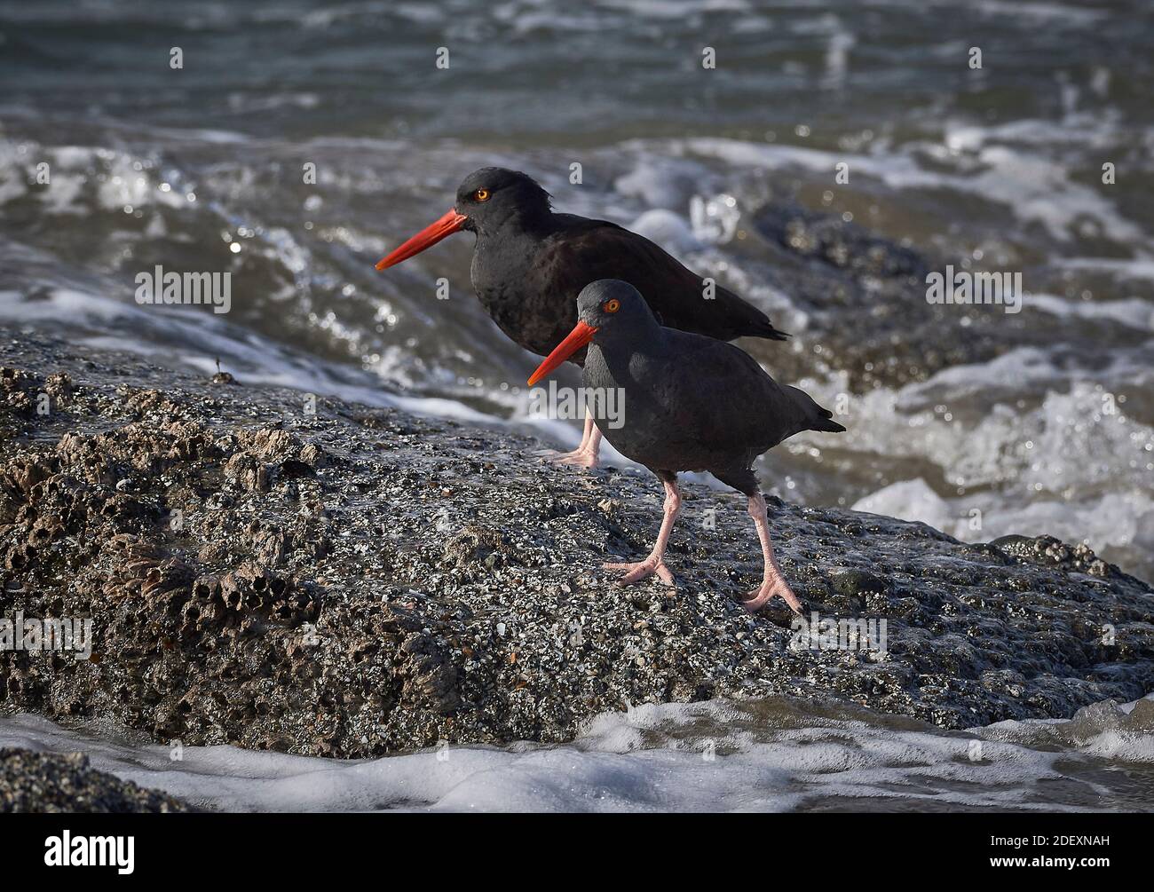 Des éleveurs noirs (Haematopus bachmani) à Coquille point, qui fait partie de la réserve naturelle nationale des îles de l'Oregon, près de Bandon, Oregon, États-Unis. Banque D'Images
