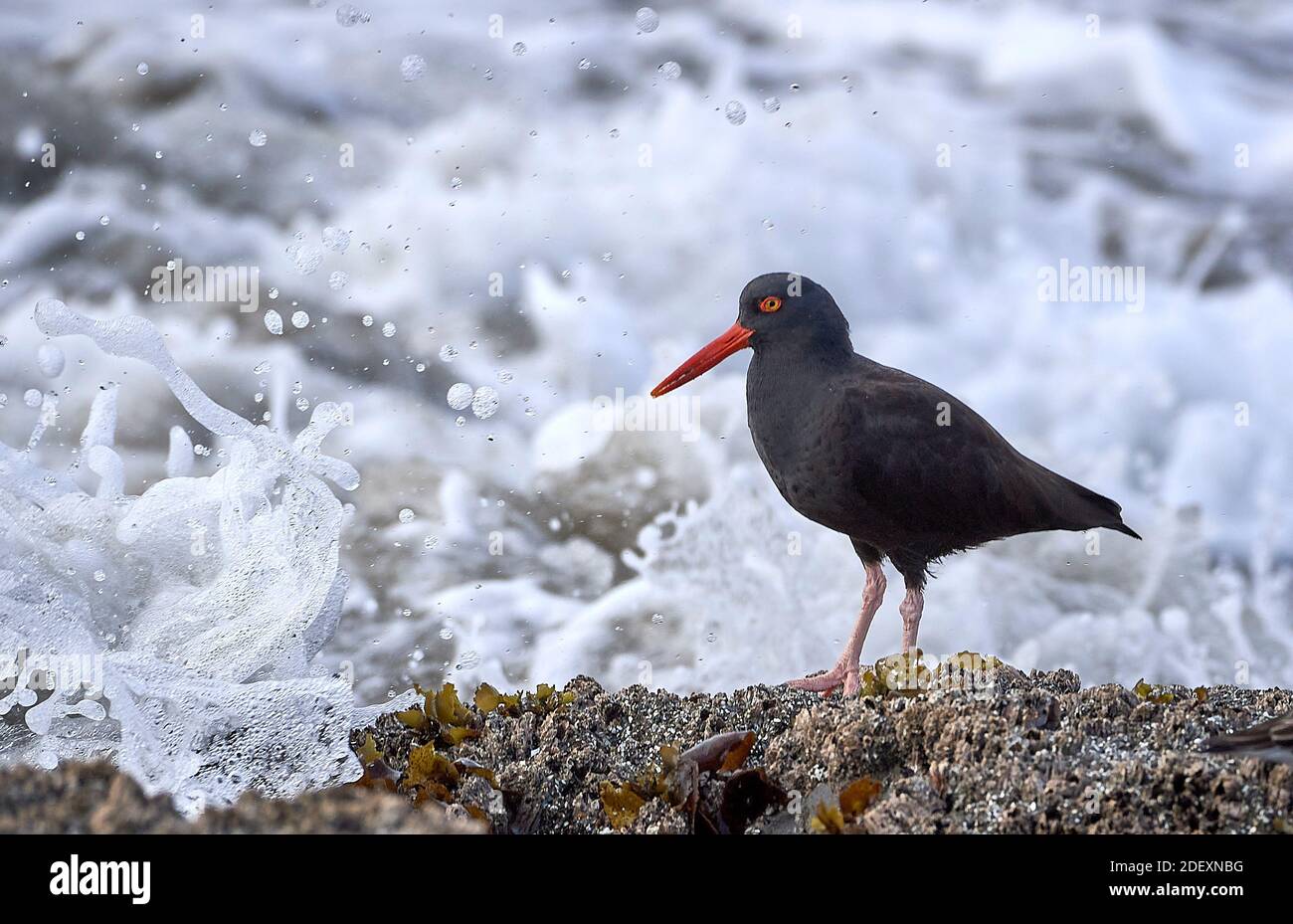 Un huistercapcher noir (Haematopus bachmani) à Coquille point, qui fait partie de la réserve naturelle nationale des îles de l'Oregon, près de Bandon, Oregon, États-Unis. Banque D'Images