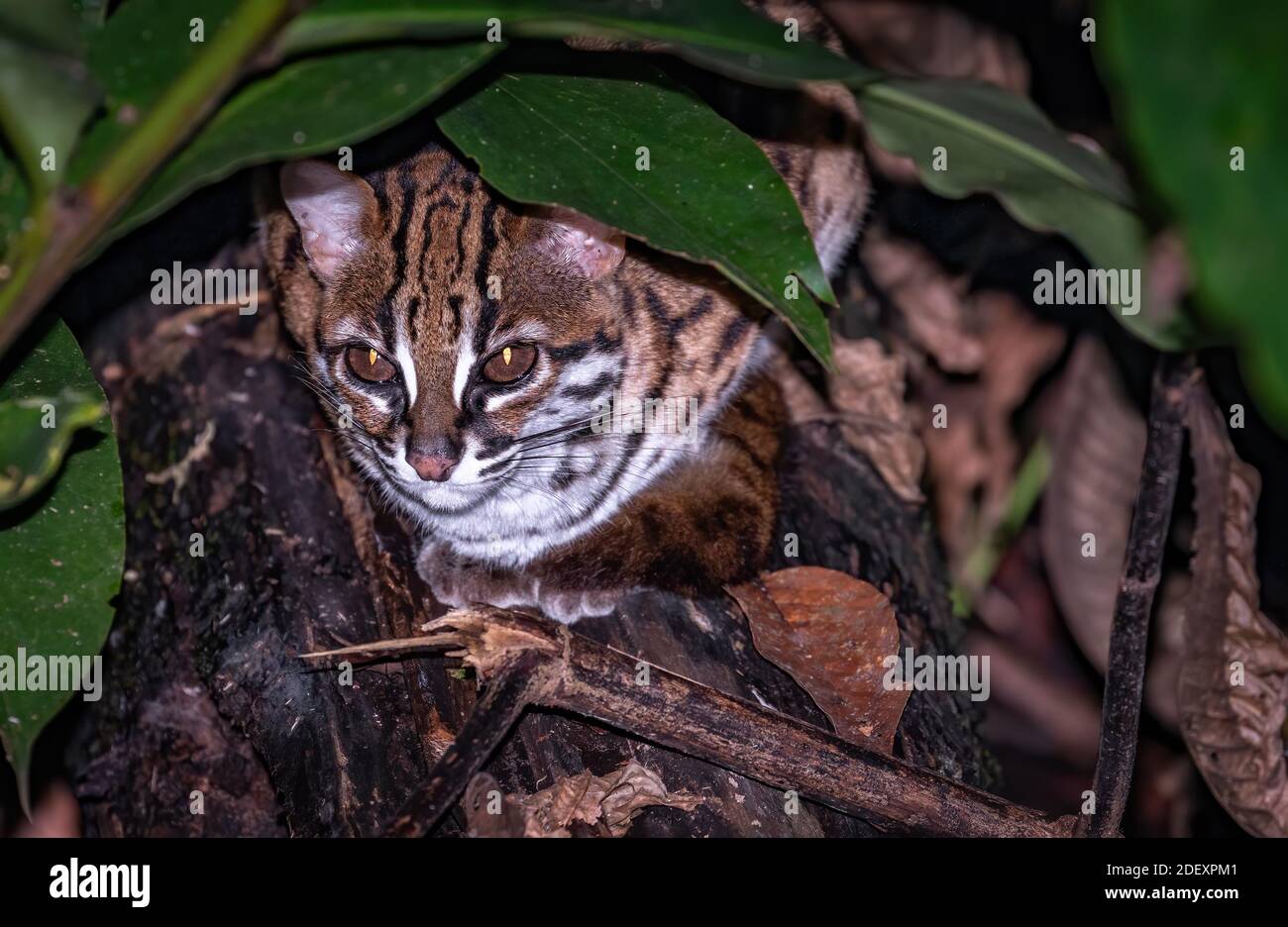 Un chat léopard insaisissable à Bornéo Banque D'Images