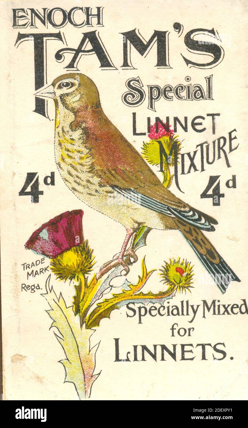 Carte postale publicitaire pour le mélange spécial Linnet d'Enoch Tam vers 1905 Banque D'Images