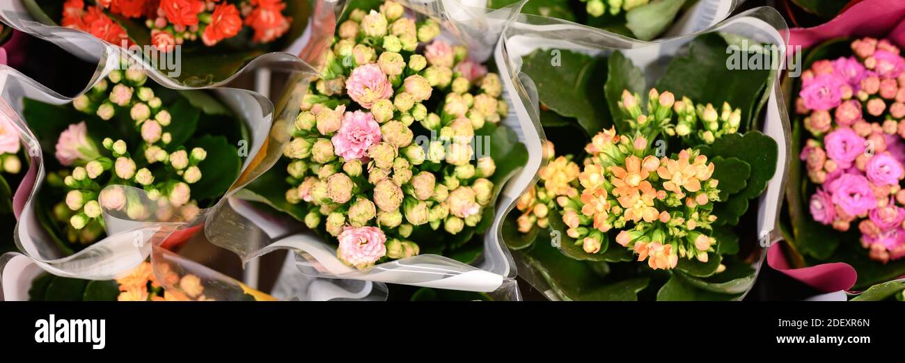 Fleurs multicolores succulentes Kalanchoe kalandiva en pleine fleur gros plan sur le magasin de fleurs. Bannière Banque D'Images