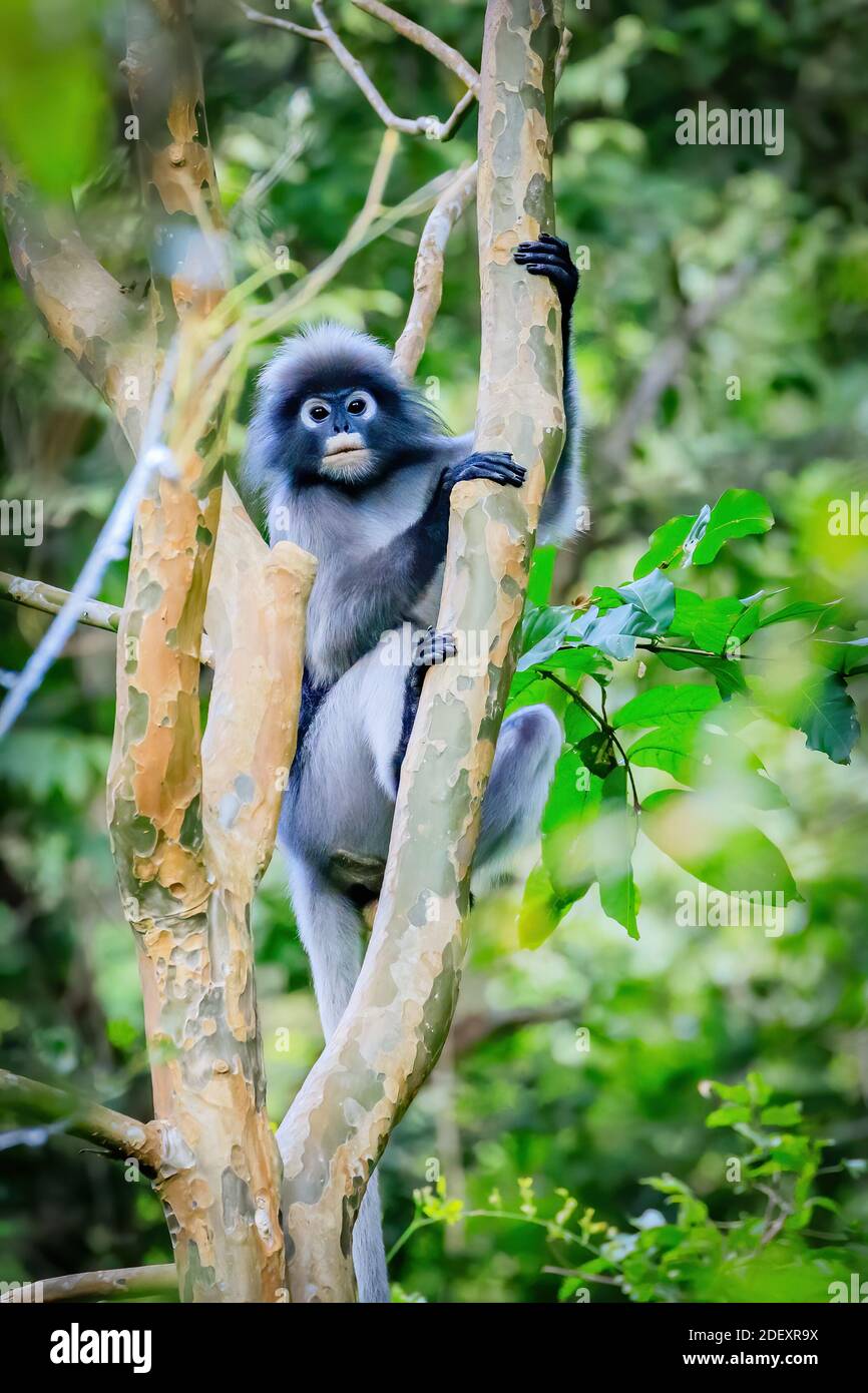 Langur solitaire Banque D'Images