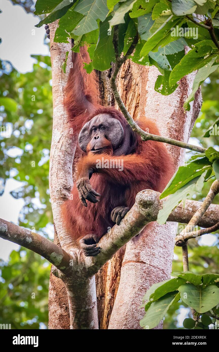 Orangutan mâle adulte Banque D'Images