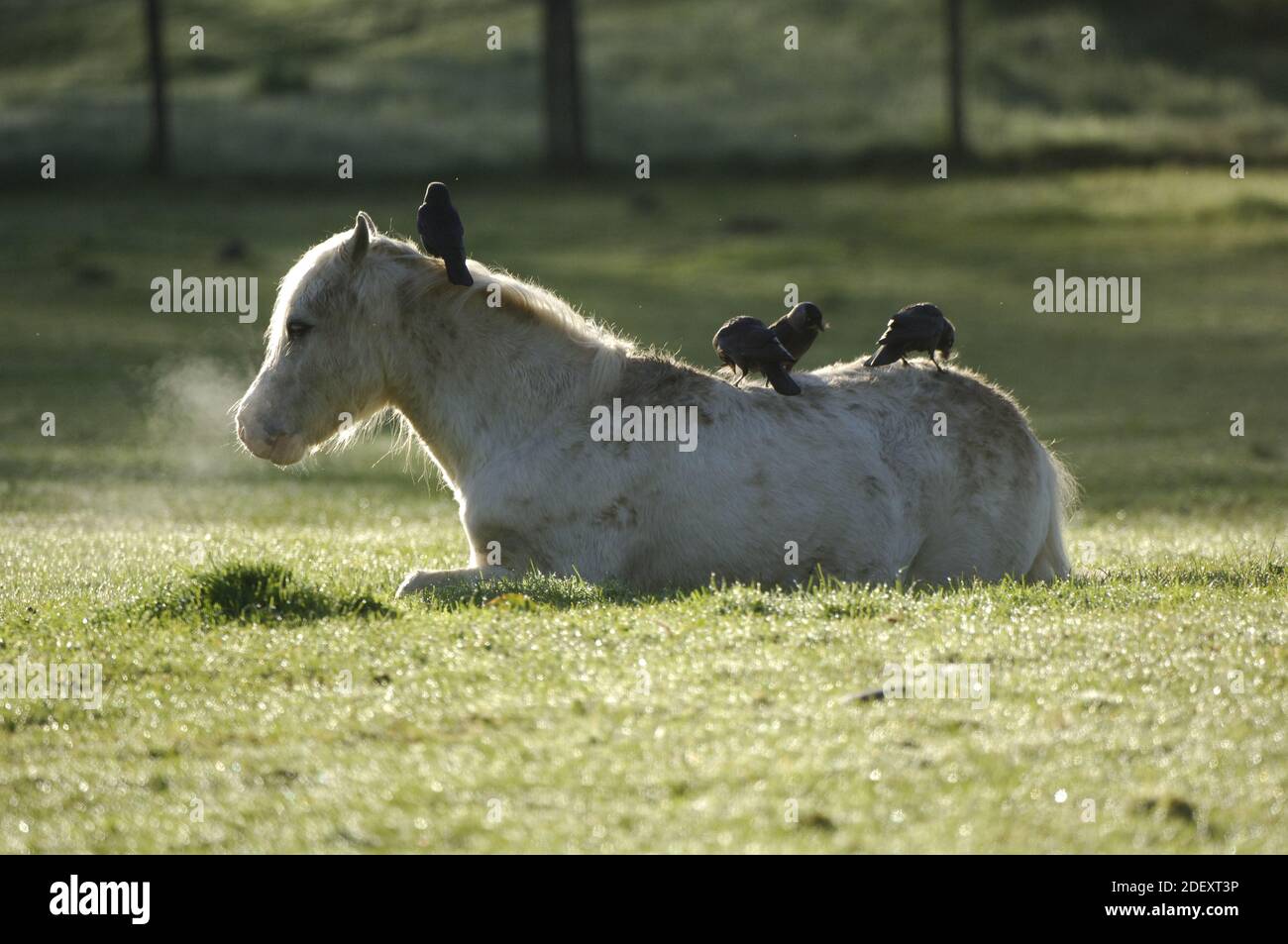 Jackdaws enlever les cheveux d'hiver d'un poney au printemps. Banque D'Images