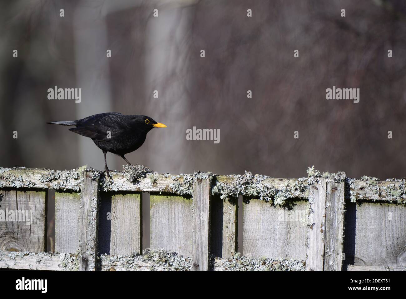 Coq Blackbird (Turdus merula) sur la clôture de jardin Banque D'Images