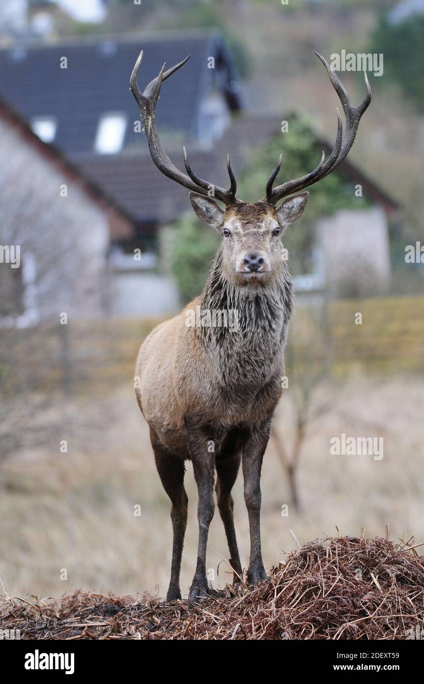 Red Deer Stag avec des maisons en arrière-plan Banque D'Images