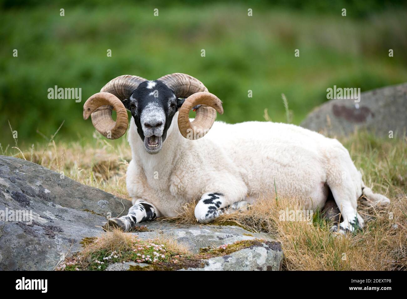 Blackface RAM reposant sur un rocher, l'Écosse. Banque D'Images