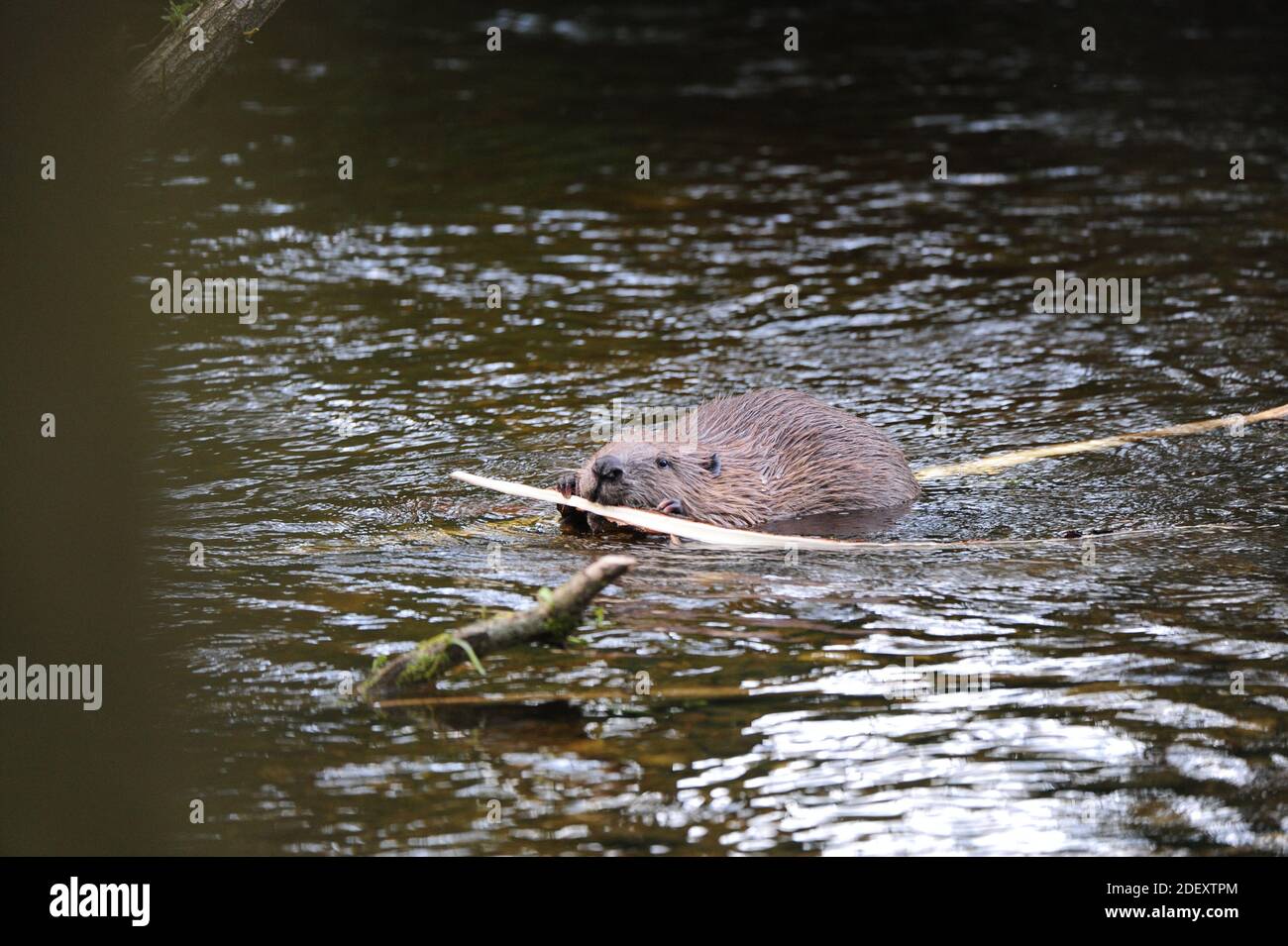 Castor européen (fibre de Castor) manger l'écorce d'une petite branche, comme le maïs sur l'épi. Banque D'Images