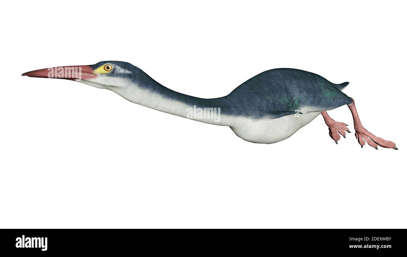 Hesperornis oiseau préhistorique - rendu 3D Banque D'Images